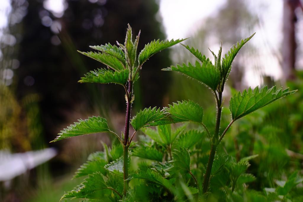 Hotel Rifugio Soldanella Ballabio Zewnętrze zdjęcie