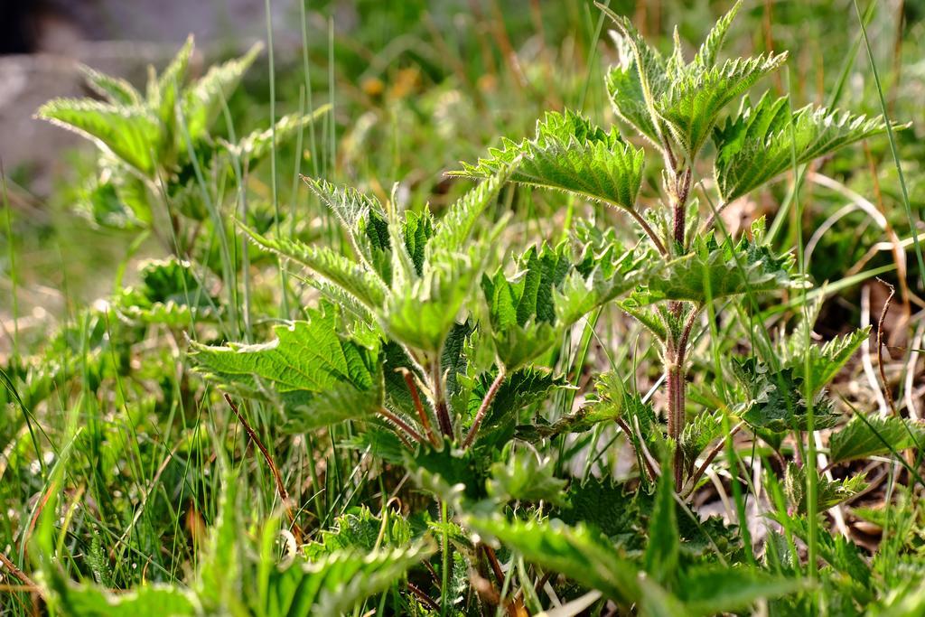 Hotel Rifugio Soldanella Ballabio Zewnętrze zdjęcie